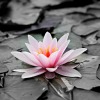Fiore di loto